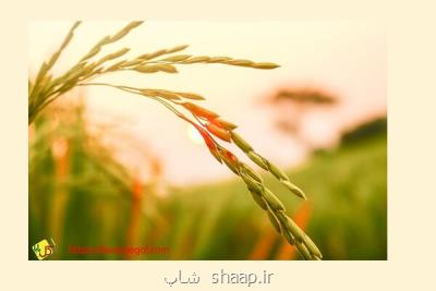 راهنمای خرید اینترنتی برنج