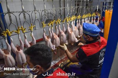 ارائه بیش از ۷ هزار تن گوشت مرغ گرم به بازار