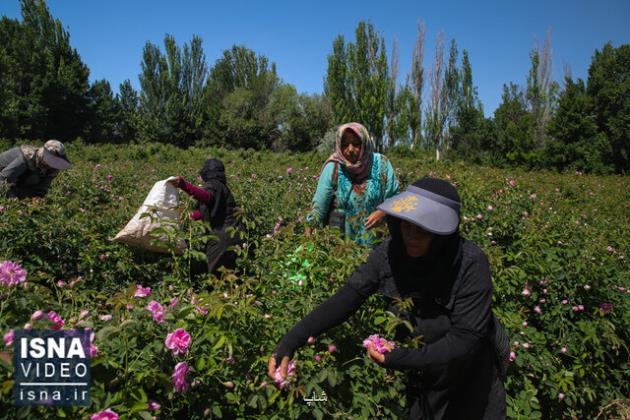 ویدیو، برداشت گل محمدی در روستاهای مشهد