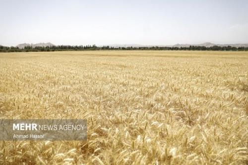 37 همت مطالبات گندم کاران هنوز پرداخت نشده است