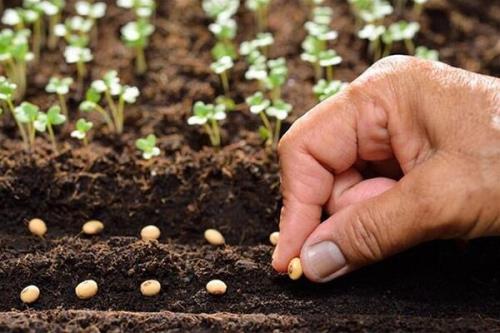 عملکرد محصولات کشاورزی از بذر معمولی تا گواهی شده