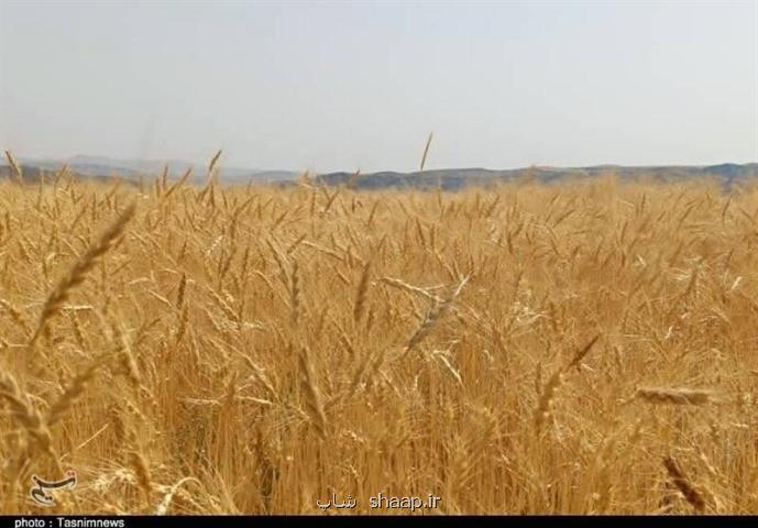 قیمت خرید تضمینی گندم ابلاغ گردید