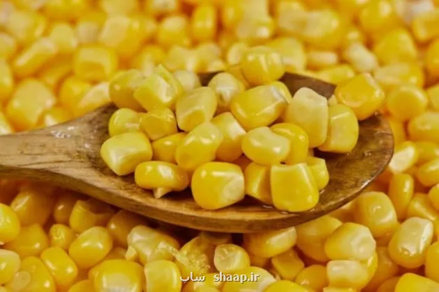 ثبت سفارش ذرت دامی و جو از شنبه شروع می شود