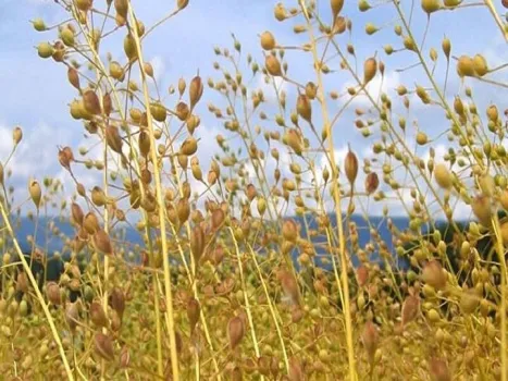 ورود صندوق ها به خرید محصولات استراتژیک کشاورزی بررسی گردید