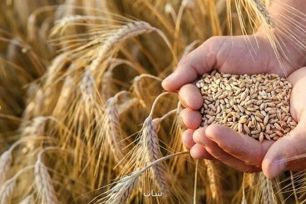 خرید تضمینی گندم از یک میلیون تن گذشت