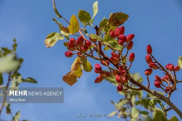 خسارت باغات پسته در اثر بمباران جنگ تحمیلی حقیقت ندارد
