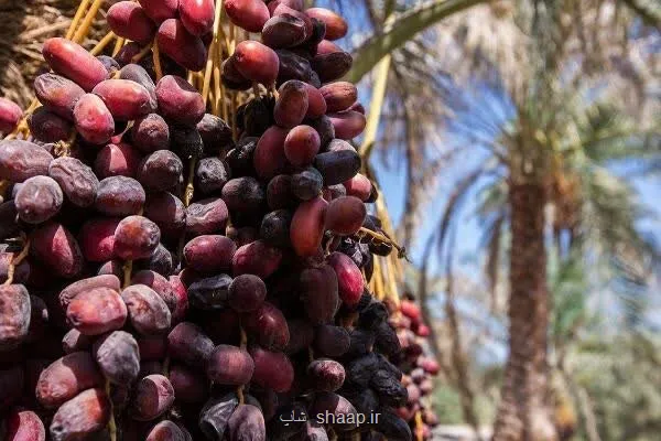 دپوی ۷ هزار کانتینر خرما در مرزها و ورود دادستانی به موانع صادراتی