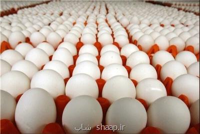 تخم مرغ به میزان كافی در كشور تولید می شود